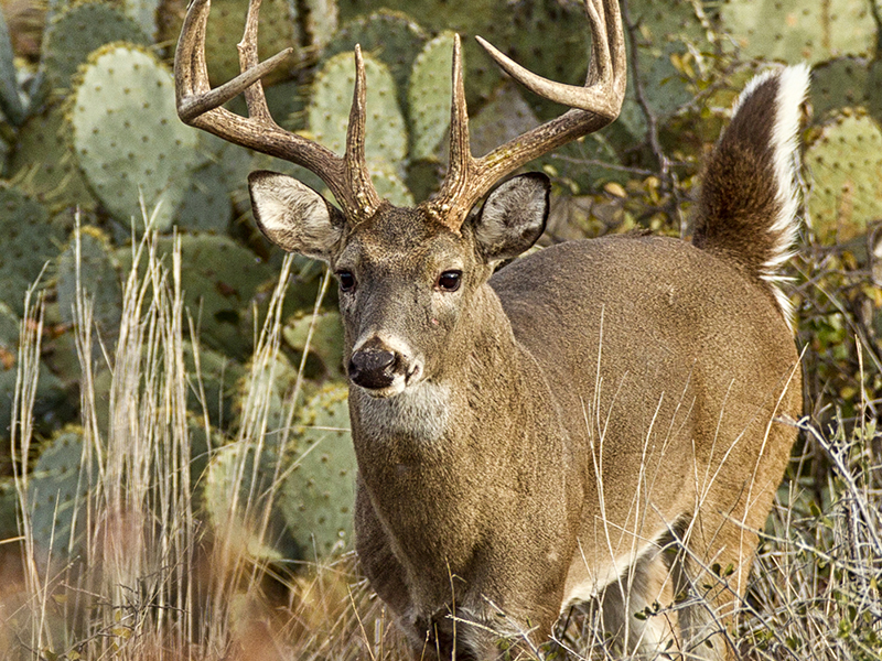 Hunting Opportunity